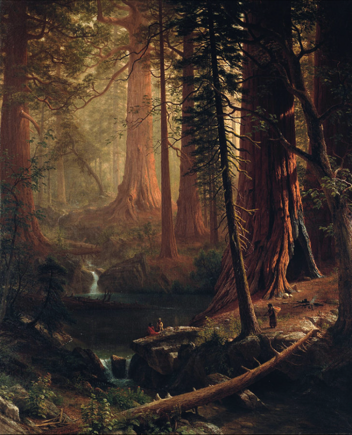 《加利福尼亚的巨型红杉树》