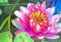 苏烜静物画《睡莲》
